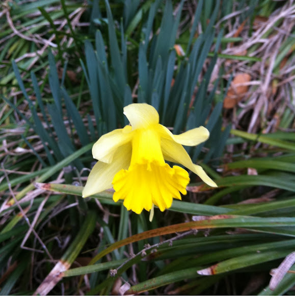 Spotting Image 1