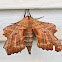 Walnut Sphinx Moth