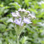 Gregg's Mist Flower
