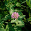 Red clover
