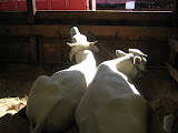 IMG_1579.JPG