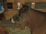IMG_1522.JPG