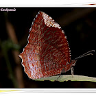 Common Palmfly