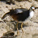 White-breasted Waterhen