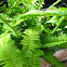 fern
