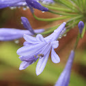 Agapanthus