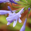 Agapanthus