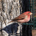 Purple Finch