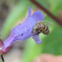 Honey Bee