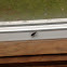 Box elder bug