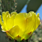 Prickly Pear Cactus