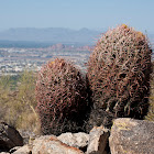 Barrel Cactus