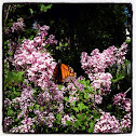 Monarch butterfly
