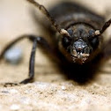 Ground beetle