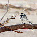 White Wagtail