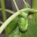 Tobacco hornworm