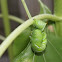 Tobacco hornworm