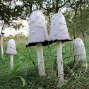 Shaggy Inkcap