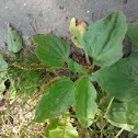 Platain/Plantago