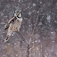 Northern Hawk Owl by Rachel Bilodeau - Animals Birds