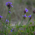 Zigzag Spiderwort