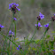 Zigzag Spiderwort