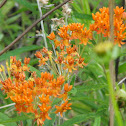 Butterfly Weed