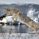 Coyote