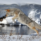 Coyote