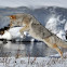 Coyote
