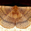 Monkey Moth
