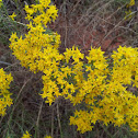 Broomweed