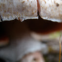 Agaricus of some kind