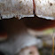 Agaricus of some kind