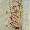Scribbly gum (bark)