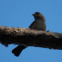 Brown-headed Cowbird (female)