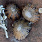 Variegated limpet