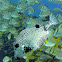 Smooth Trunkfish