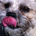 shellysdogwalking