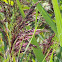 Common reed