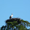 Cegonha branca