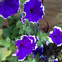 Petunia