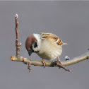 Eurasian Tree Sparrow