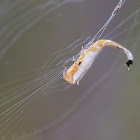 Scorpion-tailed spider