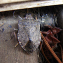 Brown marmorated stink bug