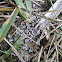 Spider web