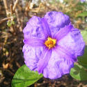 Árvore-Batata-Azul,
