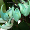 Jade vine