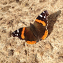 Red Admiral