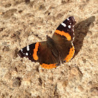 Red Admiral